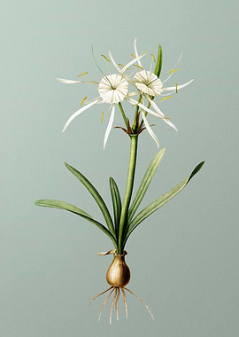 Streambank Spiderlily