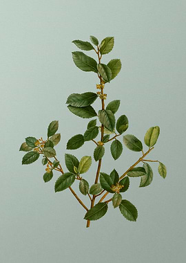 Antique Flower on Green