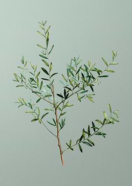 Classic Flower on Green