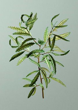 Floral Drawing on Green