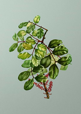 Classic Botanical on Green