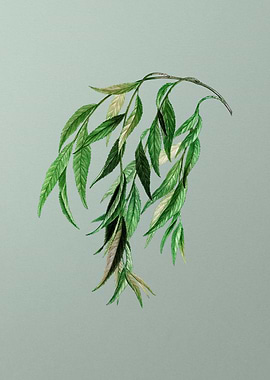 Vintage Botanical on Green