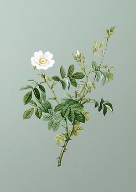 White Downy Rose on Green