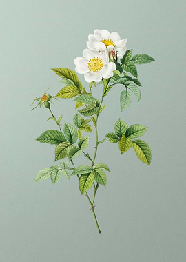 White Anjou Roses on Green