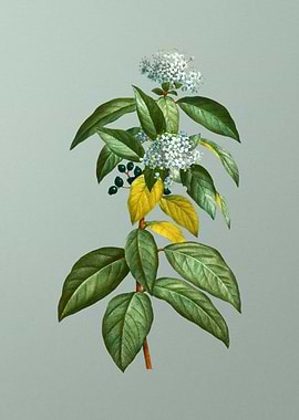 Antique Flower on Green