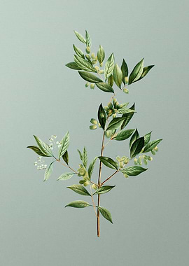 Florals Botanicals Flowers