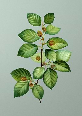 Vintage Flower on Green