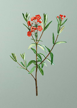 Antique Botanical on Green