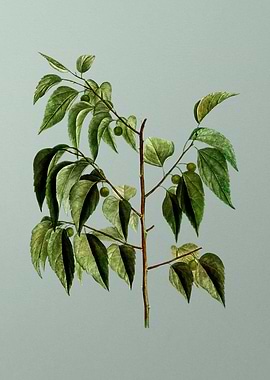 Classic Botanical on Green