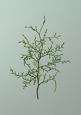 Floral Drawing on Green