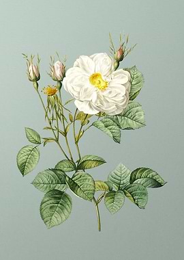 White Rose of York on Mint
