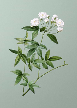 Lady Banks Rose on Green