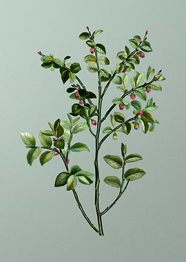 Antique Botanical on Green