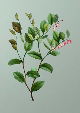 Vintage Botanical on Green