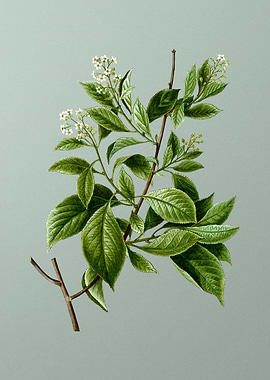 Vintage Botanical on Green