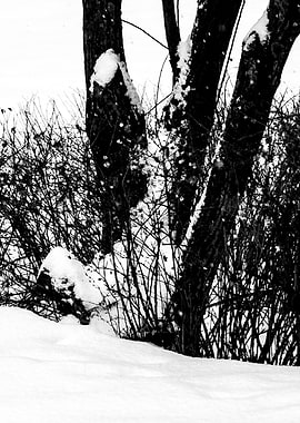 Tree Waxberry Bushes Snow