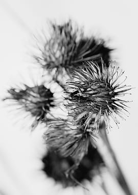 Thistle Black Winter Sun