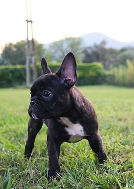 Bulldog Puppy
