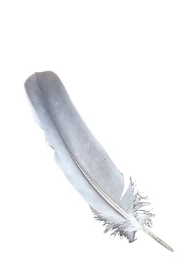 Single Feather Light