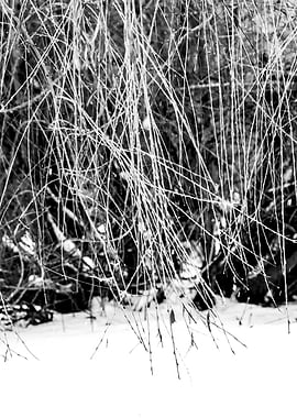 Willow Tree In Winter