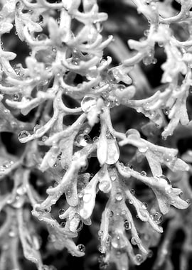 Vet Plant Vertical Art