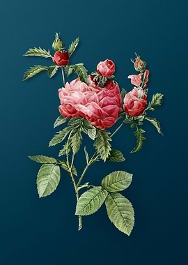 Vintage Cabbage Rose