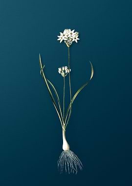 Three Cornered Leek Floral