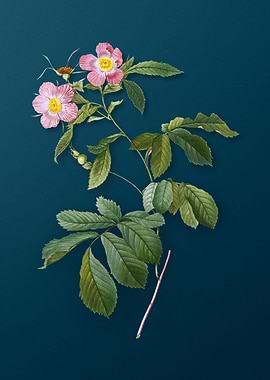 Vintage Pink Alpine Roses