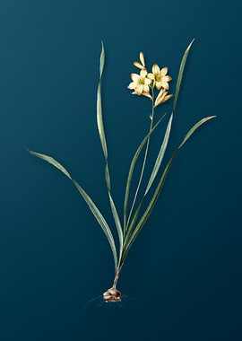 Vintage Gladiolus Lineatus