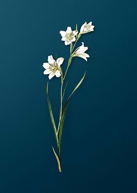 Antique Painted Lady