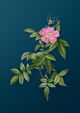 Pink Boursault Rose Floral