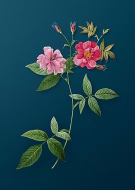 Blooming Hudson Rosehip