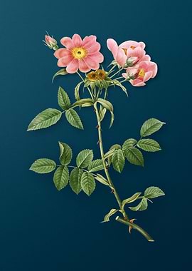 Lady Monson Rose Bloom