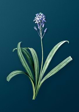 Spanish Bluebell Florals