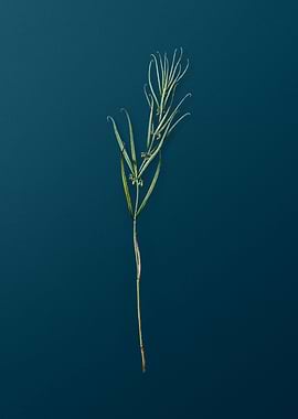 Siberian Solomons Seal