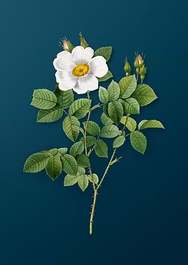 Twin Flowered White Rose