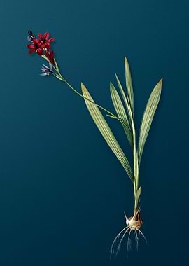 Gladiolus Mucronatus