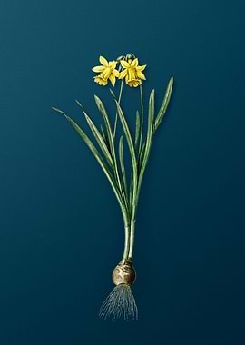 Lesser Wild Daffodil