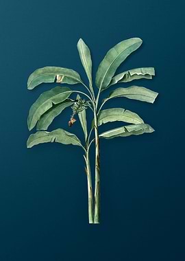 Banana Tree on Dark Teal