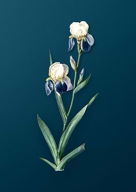 Vintage Elder Scented Iris