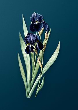 German Iris Flower