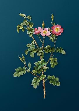Prickly Sweetbriar Rose
