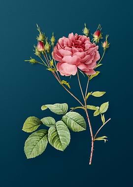 Pink Cumberland Rose Flora