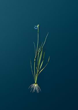Narrowleaf Blue eyed grass