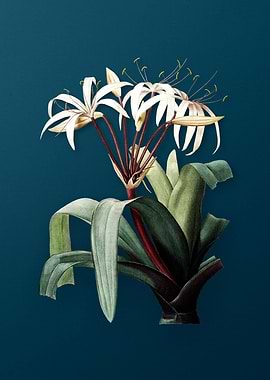 Crinum Erubescens