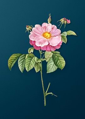 Speckled Provins Rose