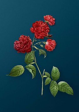 Red Cabbage Rose in Bloom