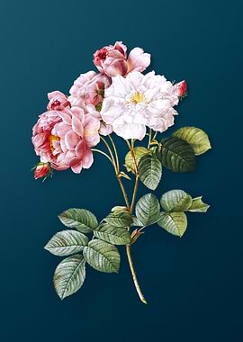 Pink Damask Rose Florals