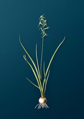 Vintage Hyacinthus Viridis