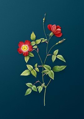 Indica Stelligera Rose